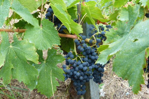 Vitis vinifera (002)