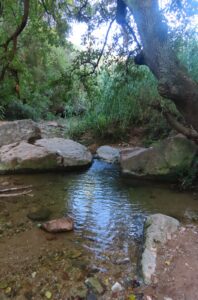 Matinal: Sant Andreu de la Barca, Gorg de la Mola, Pi Tallat