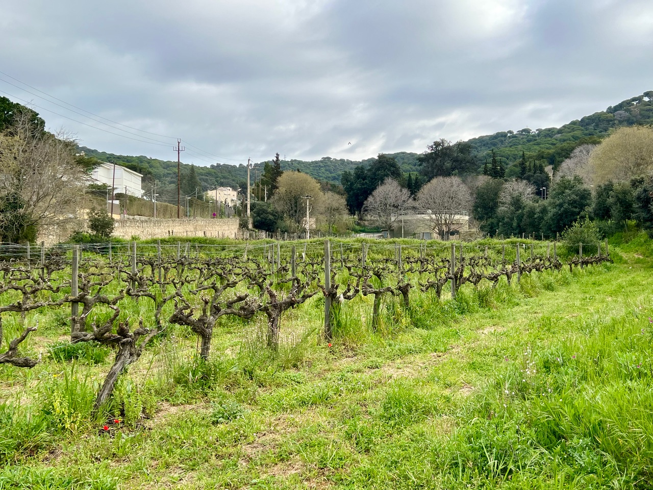 Matinal: Circular Alella Vinyes i Rials. 4 de juny
