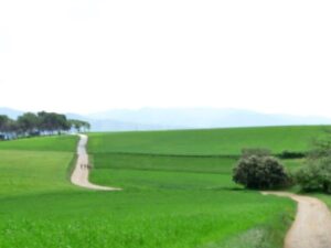 Sortida inclusiva fàcil: Caminada per Gallecs.